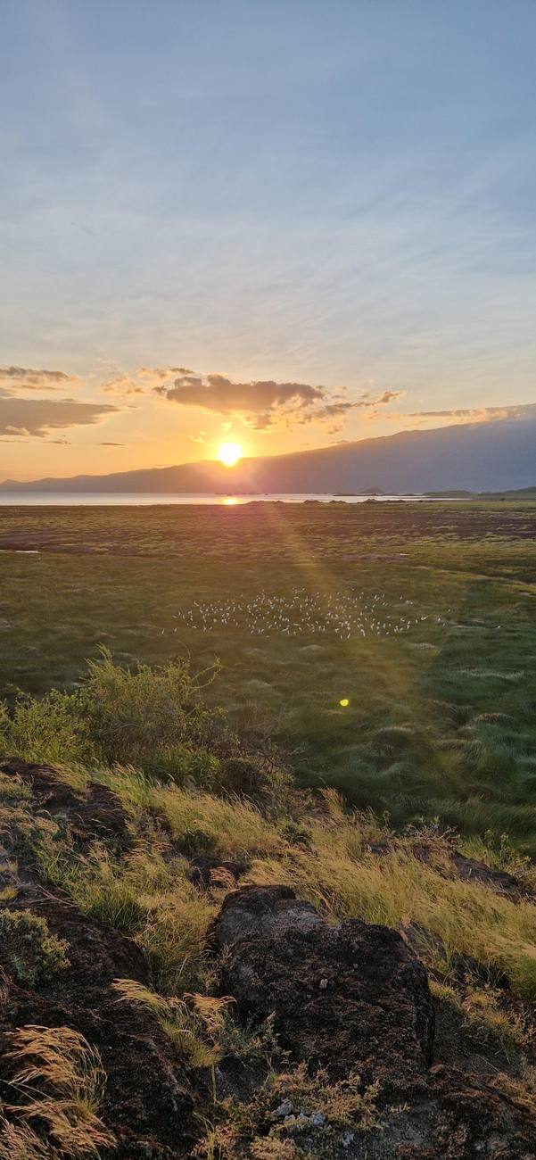 Coucher de soleil sur le lac Natron, des aigrettes dans l’herbe