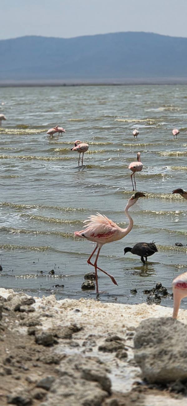 Des flamants roses marchent dans l’eau peu profonde du lac, au pied de l’escarpement