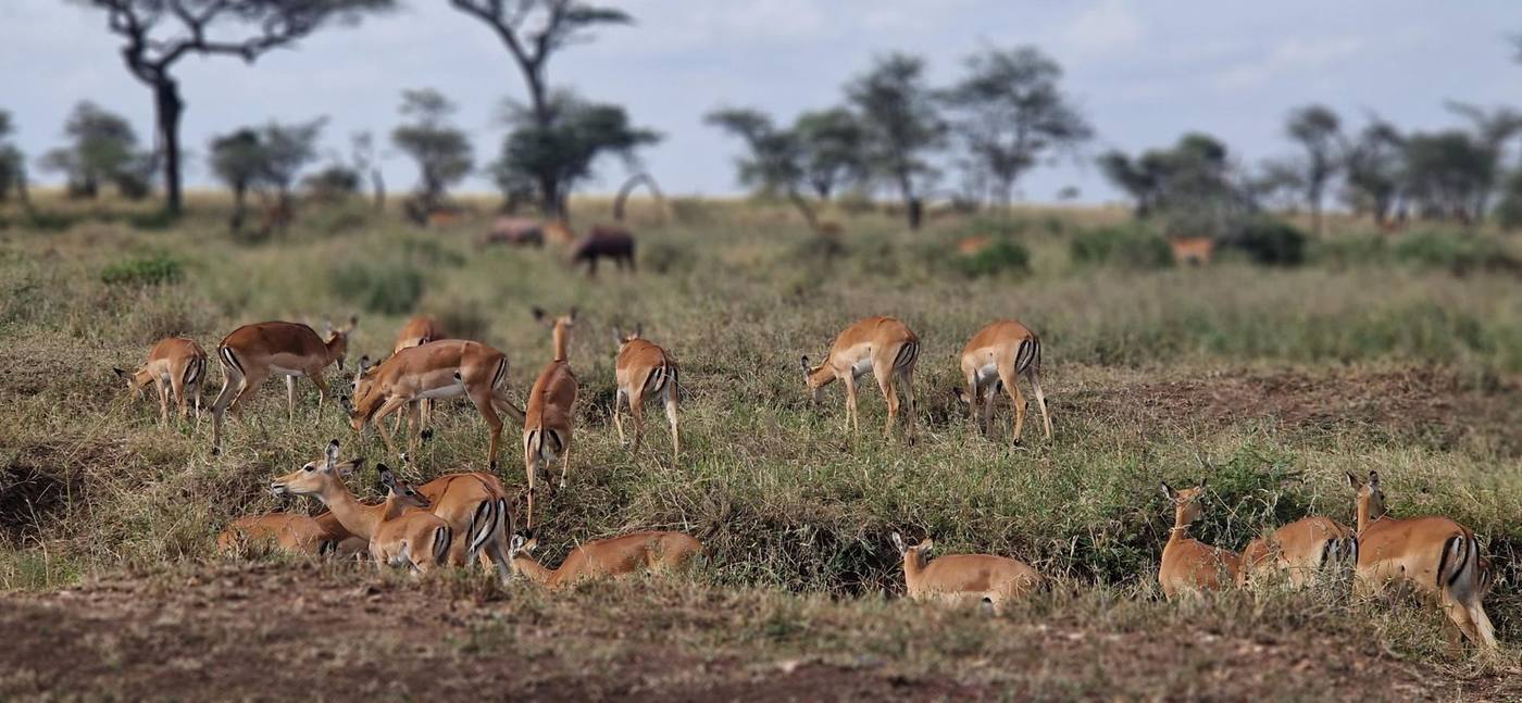 Des impalas dans les herbes du Tarangire
