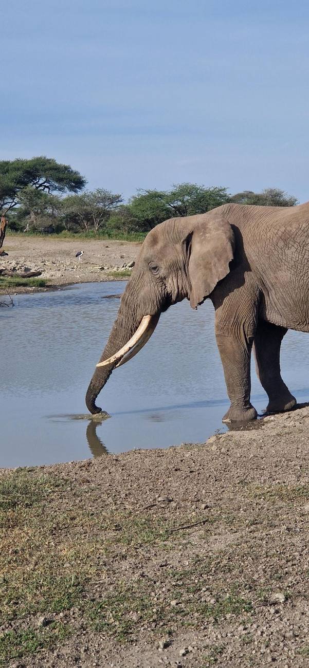 Éléphant qui boit au bord d’un point d’eau