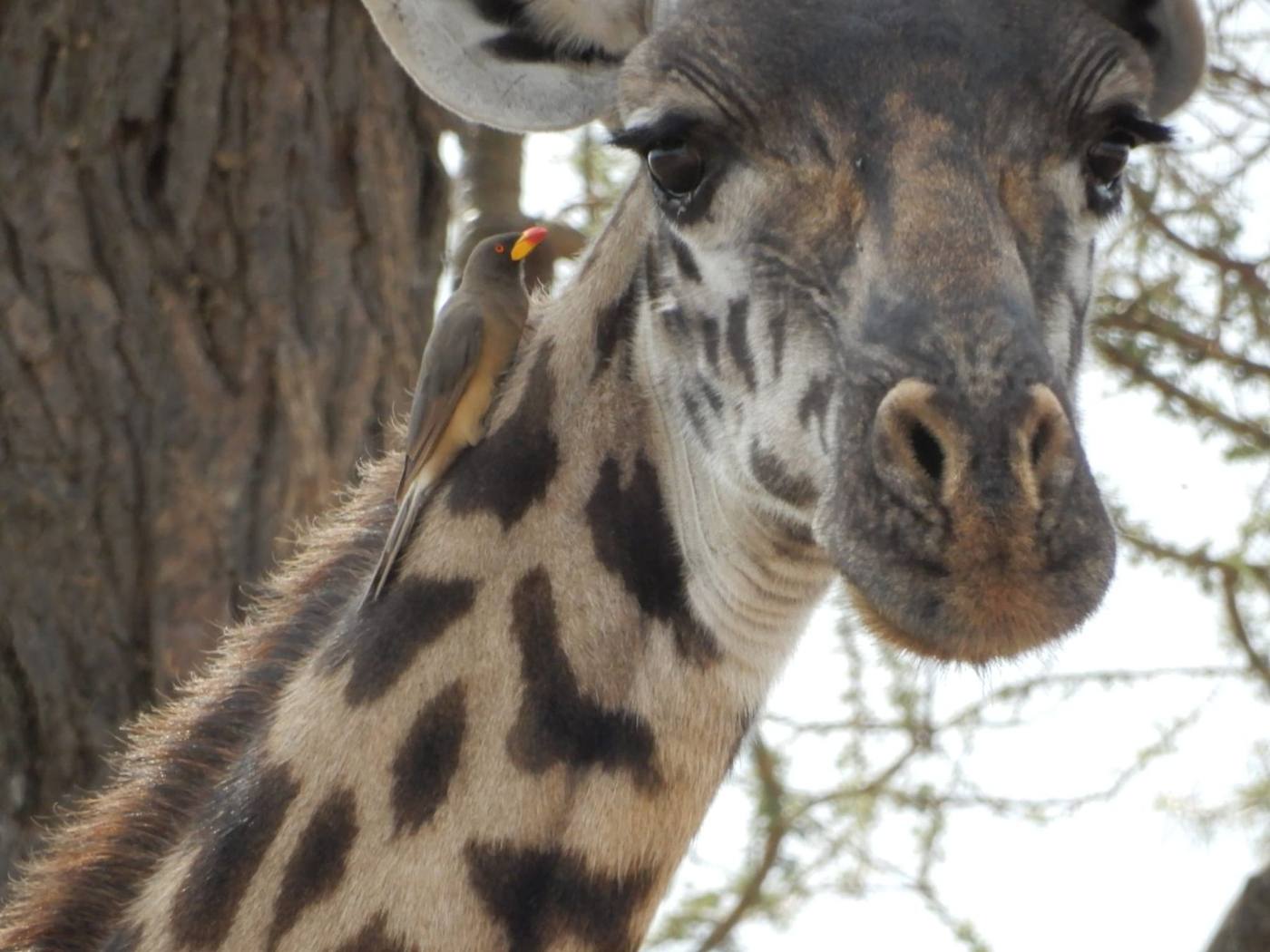 Girafe en gros plan avec un pique-bœuf sur le cou