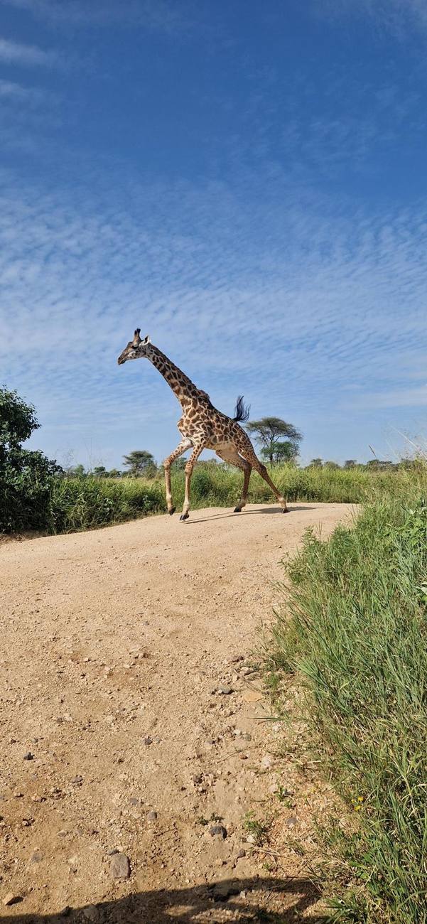 Girafe qui traverse une piste
