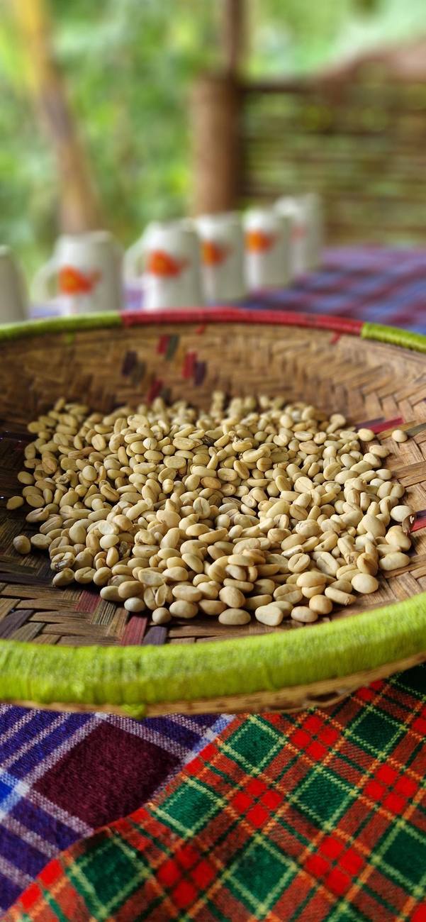 Grains de café vert dans un panier tressé, coffee tour