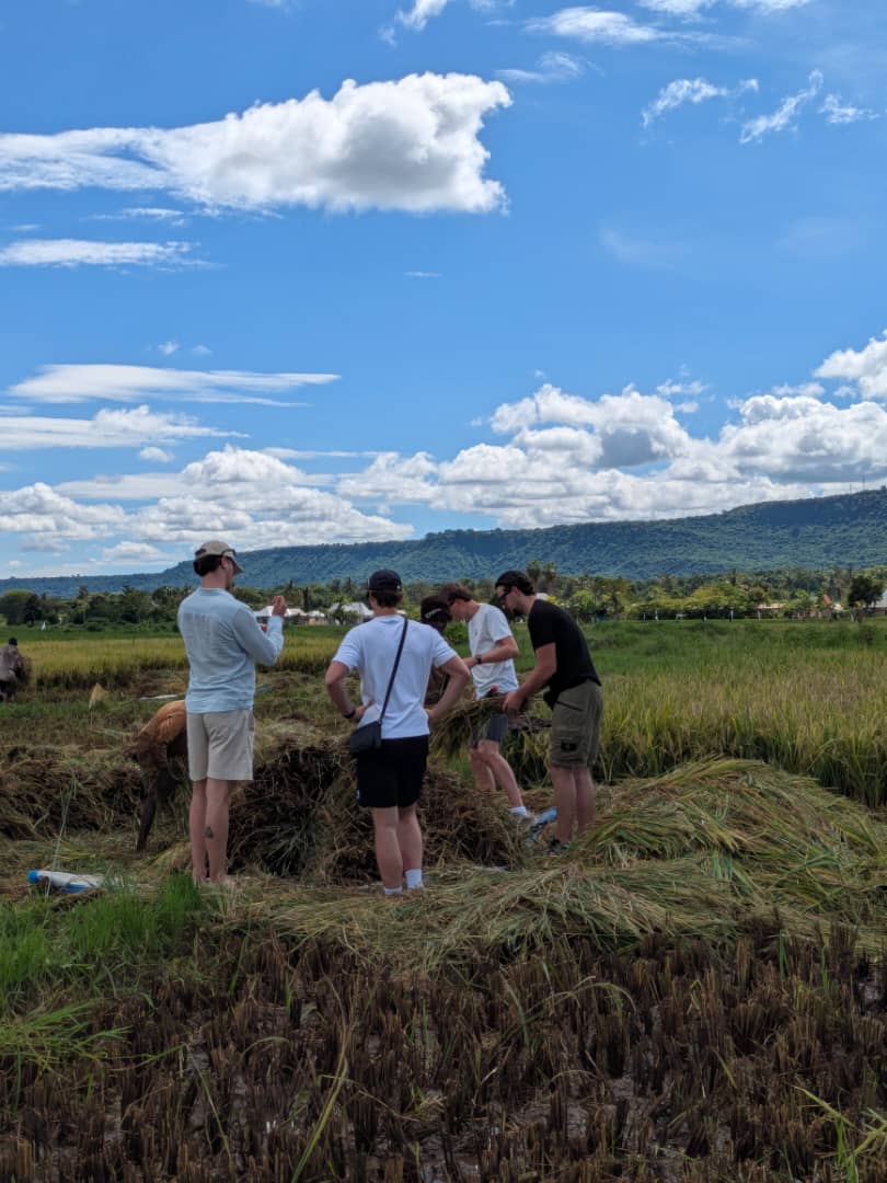 La récolte du riz avec les villageois