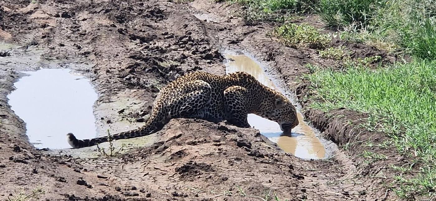 Léopard qui boit dans une flaque sur la piste