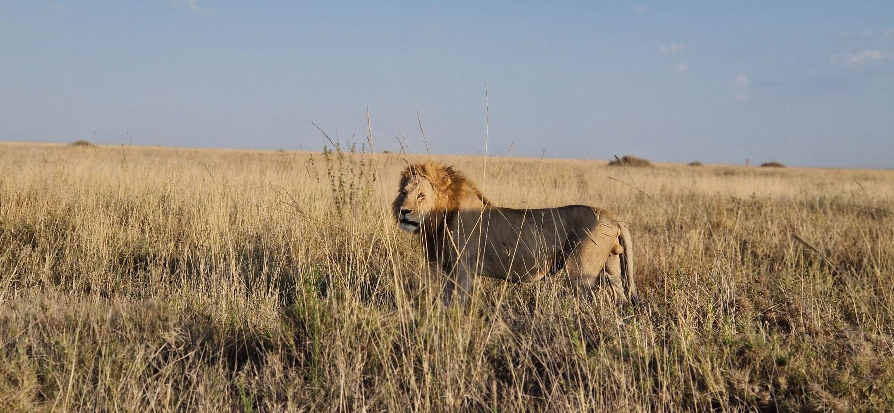 Lion dans les hautes herbes