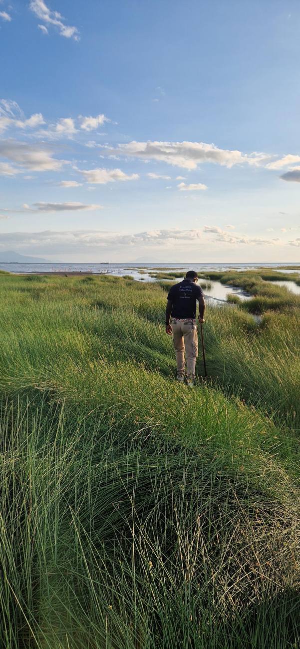 Notre guide marche dans les hautes herbes vers le lac et les flamants