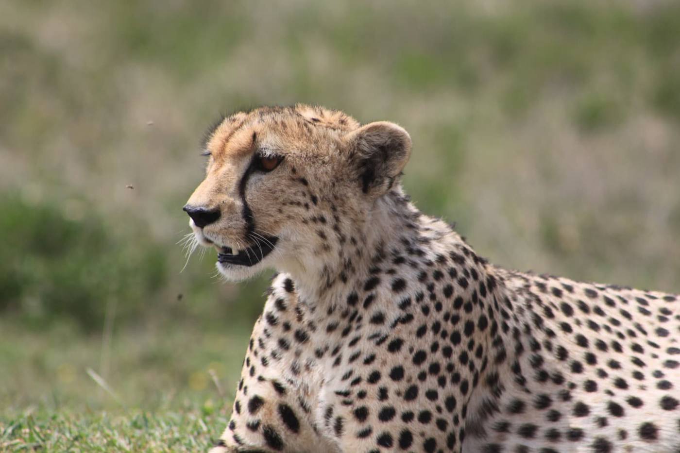 Portrait d’un guépard couché dans l’herbe, le regard au loin