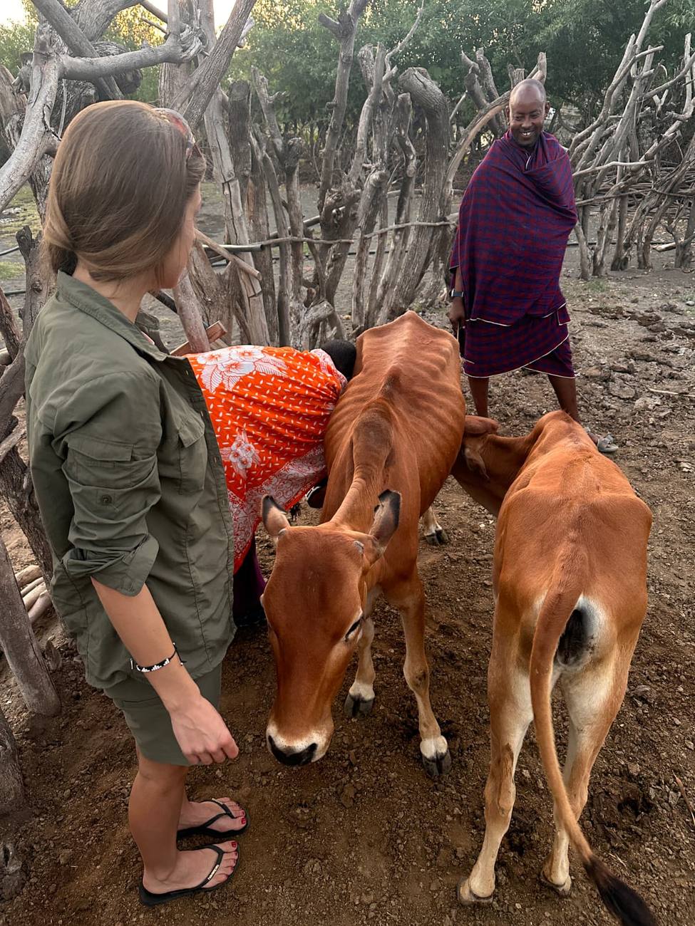 Traite des vaches dans la boma, au village maasaï