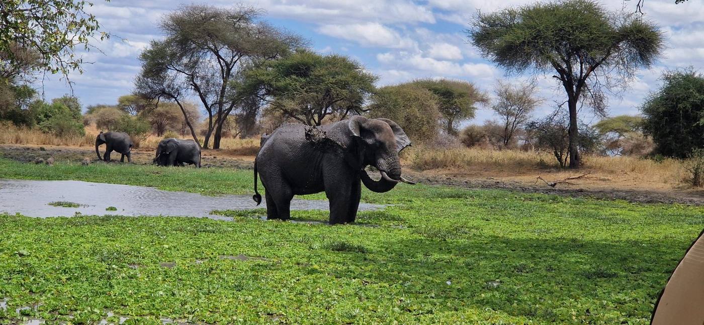 Un éléphant au point d’eau