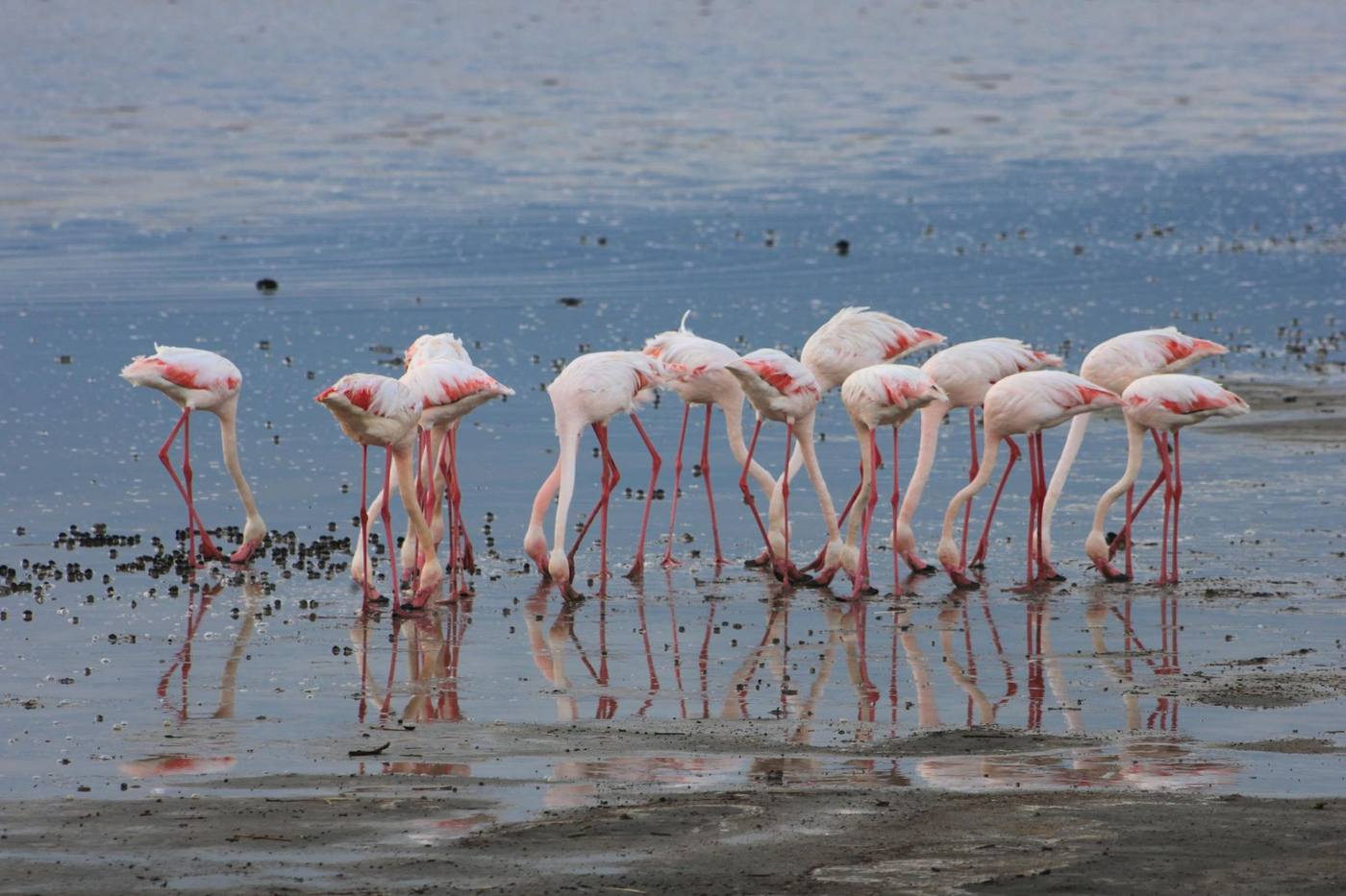Un groupe de flamants roses se nourrit au bord du lac, reflété dans l’eau