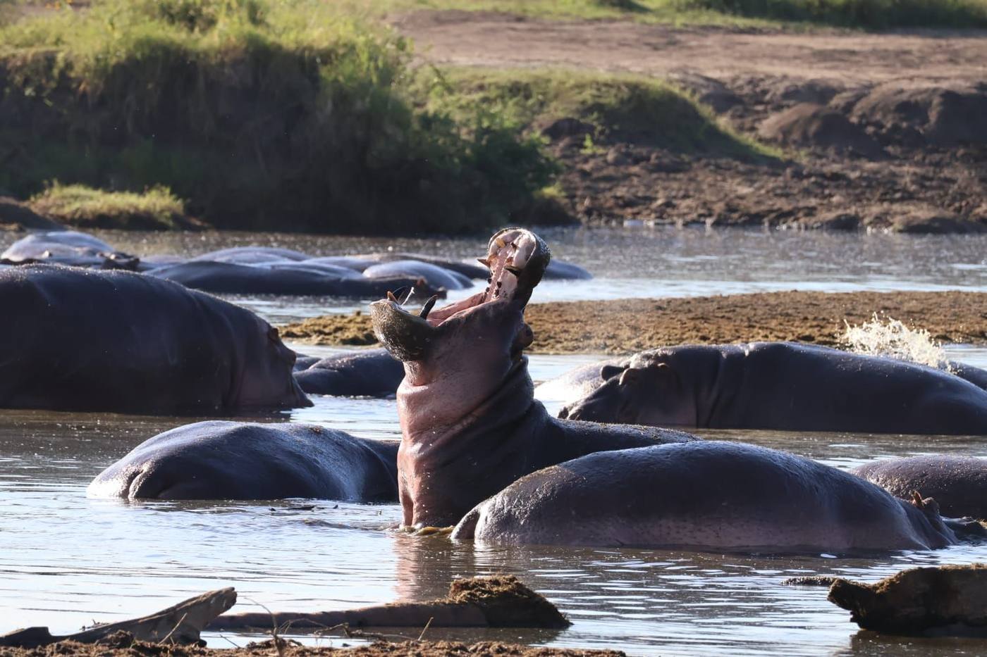 Un hippopotame bâille, gueule grande ouverte, au milieu de son groupe dans la rivière