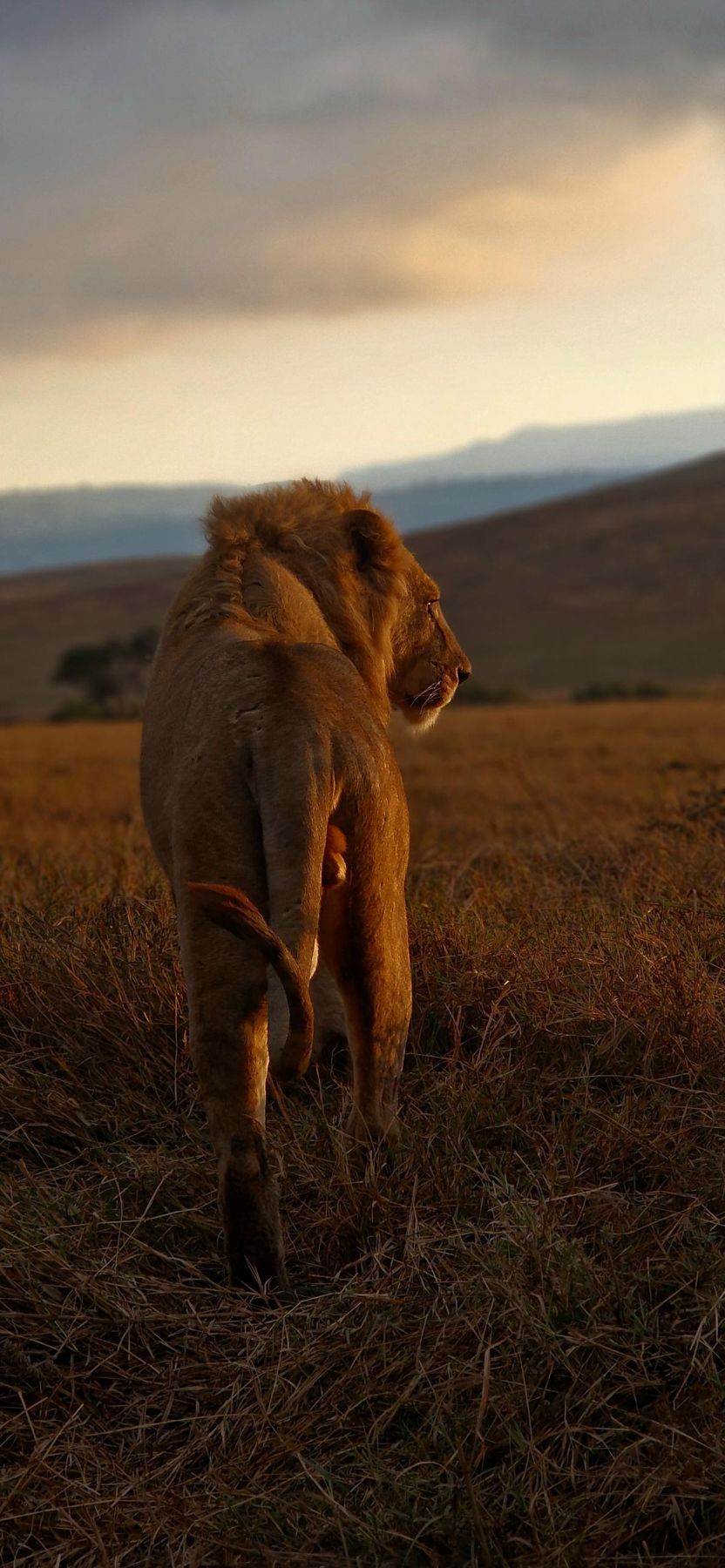 Un lion marche dans la savane au coucher du soleil