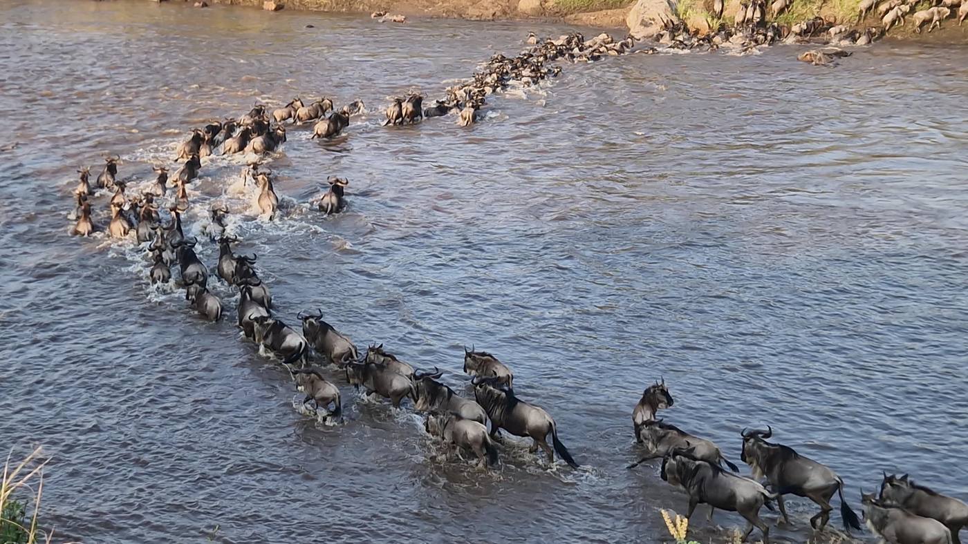 Un troupeau traverse une rivière du Serengeti en file indienne