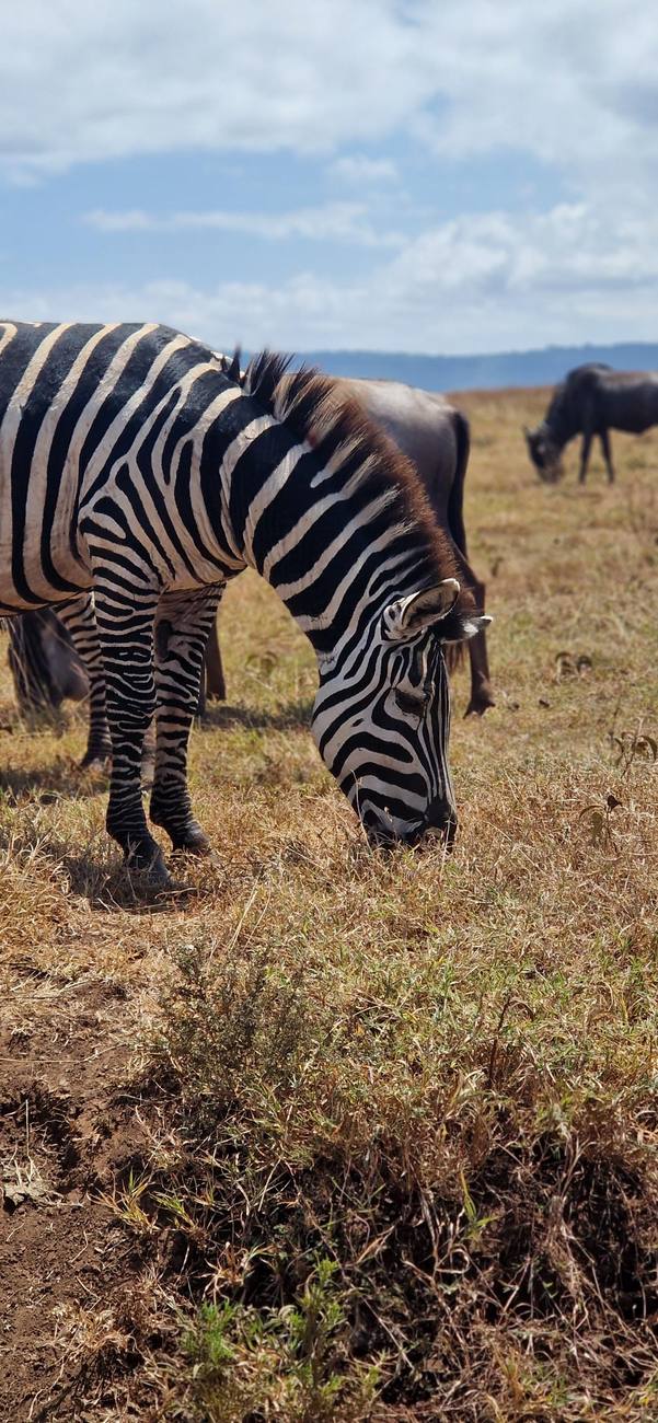 Un zèbre broute dans les hautes herbes du Serengeti