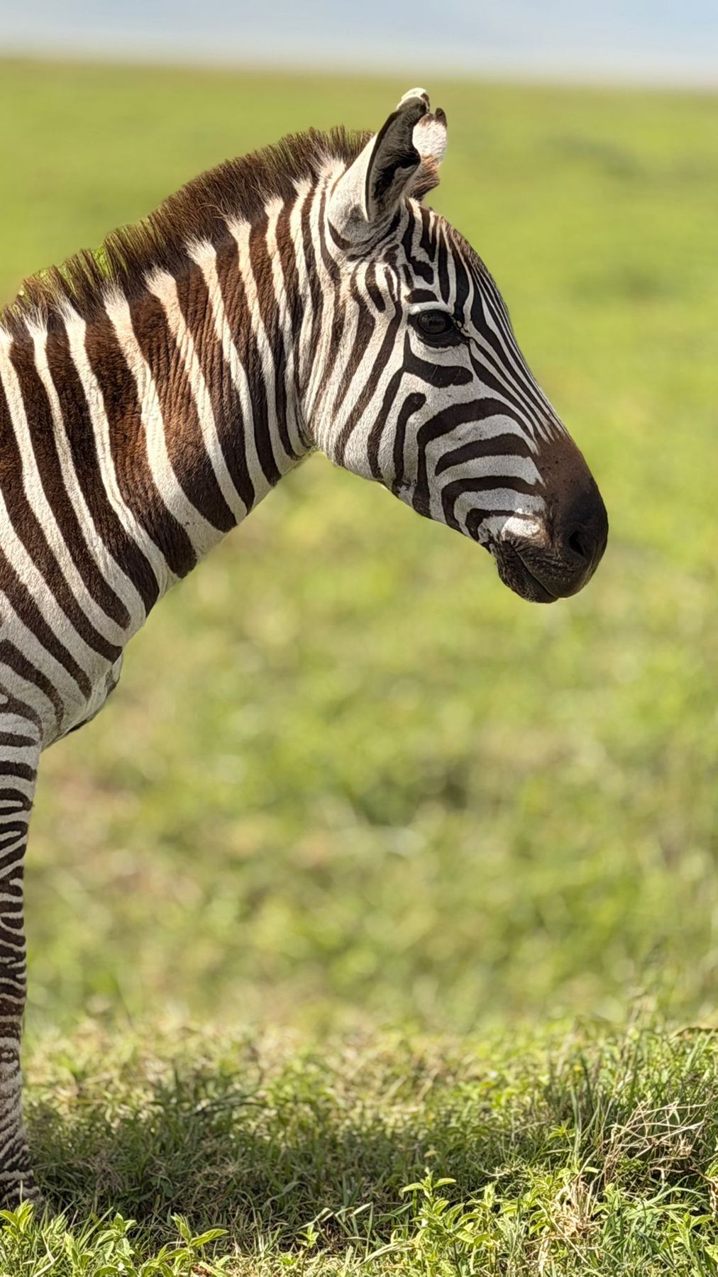 Un zèbre de profil dans l’herbe verte