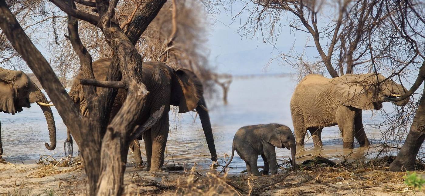 Une famille d’éléphants et son éléphanteau au bord d’un point d’eau