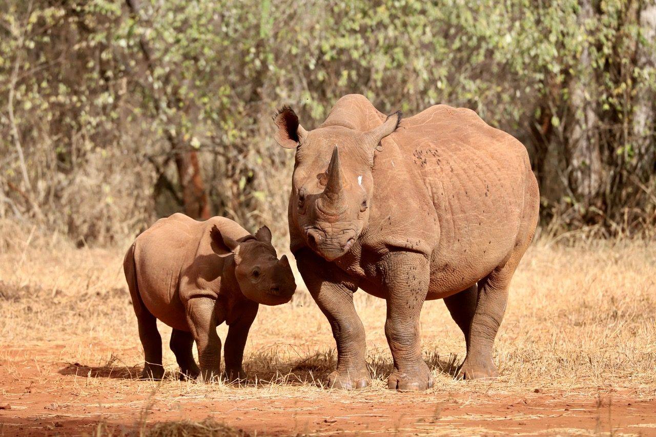 Une femelle rhinocéros noir et son petit à Mkomazi