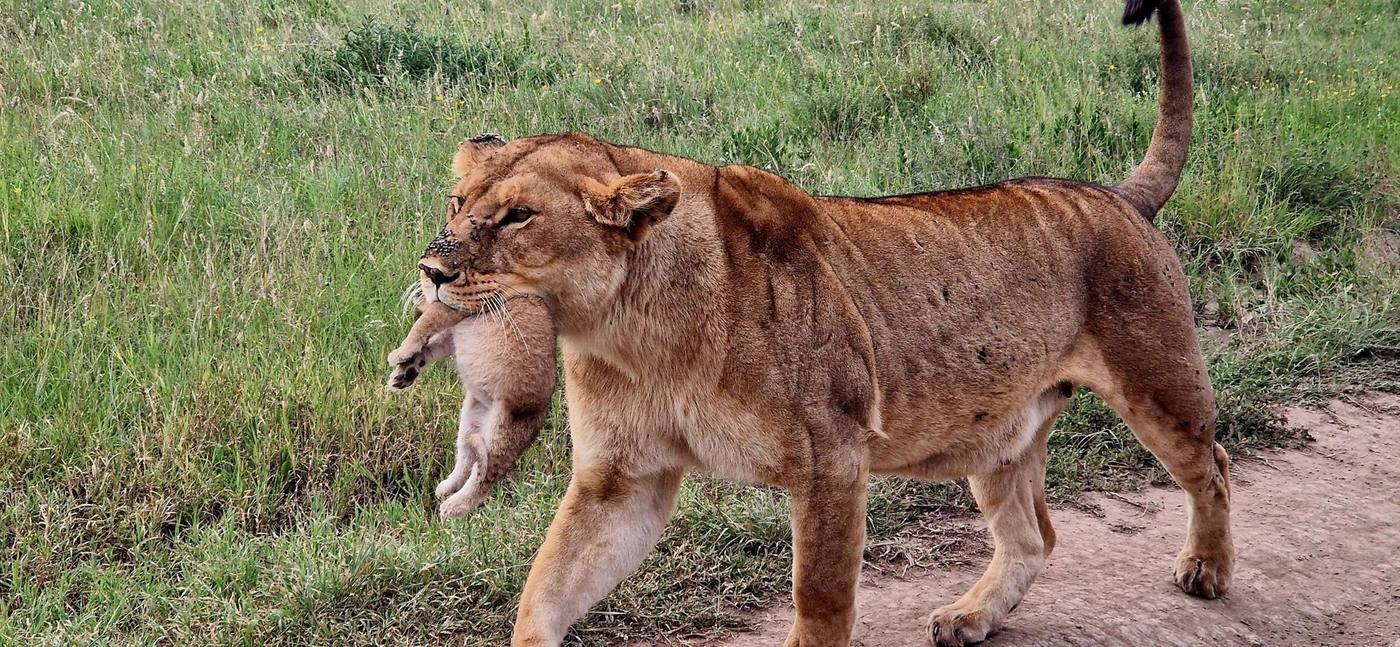 Une lionne porte son lionceau dans la gueule